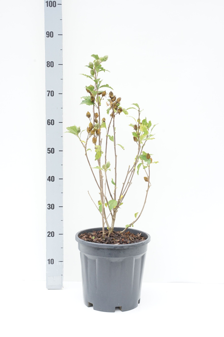Sirinė kinrožė (Lot Hibiscus syr.) 'Totus Albus' C10 60-80 CM