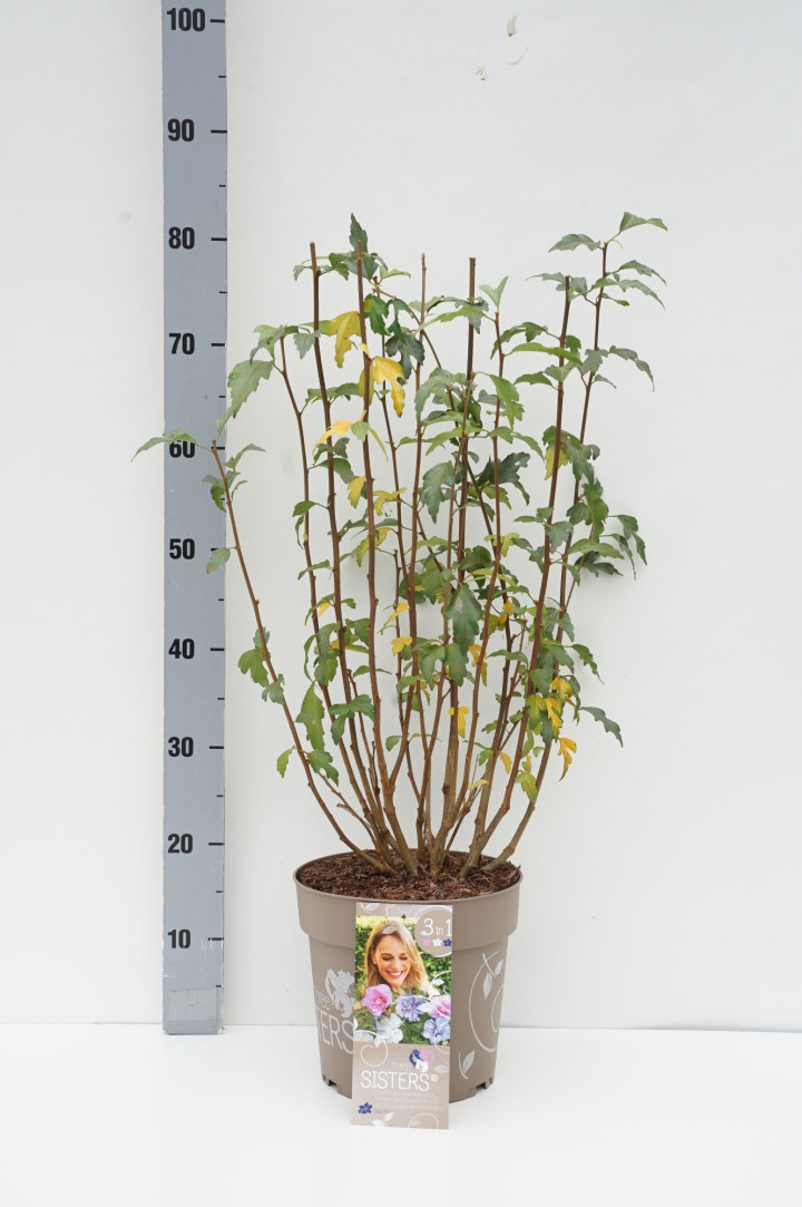 Sirinė kinrožė (Lot Hibiscus syr.) 'Three Sisters' C7/P24