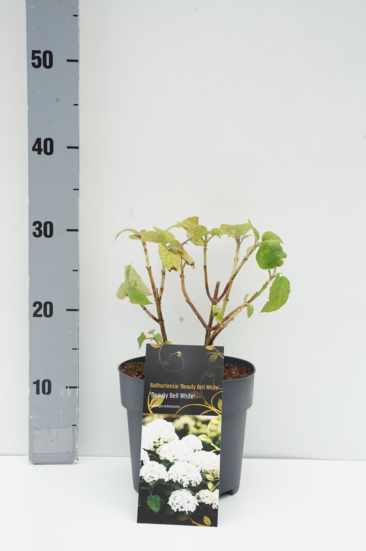 Hortenzija šviesioji (Lot Hydrangea arb.) 'Beauty Bell White' C2,5/P18