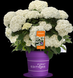 Hortenzija šviesioji (Lot Hydrangea arb.) 'FlowerWOW' C3/P19 - nuotrauka 2