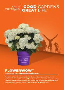 Hortenzija šviesioji (Lot Hydrangea arb.) 'FlowerWOW' C3/P19 - nuotrauka 3