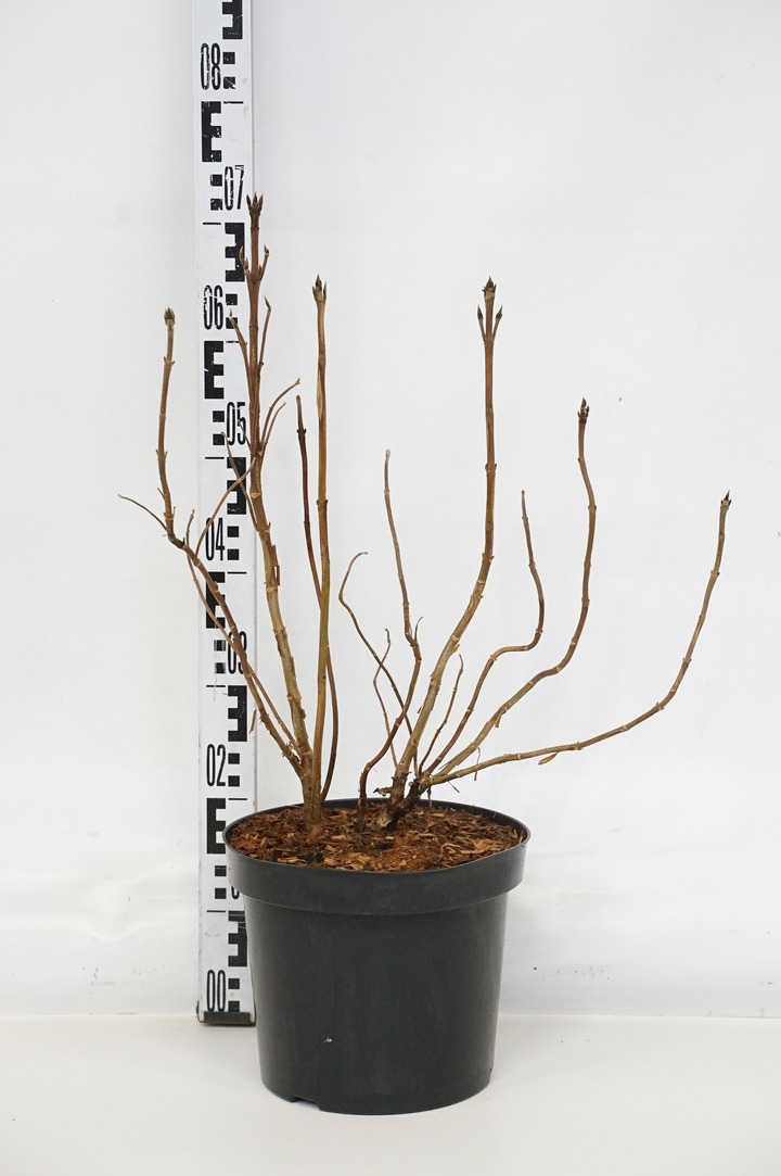 Hortenzija šiurkščioji (Lot Hydrangea asp.) 'Hot Chocolate' C7,5/P26 40-50 CM
