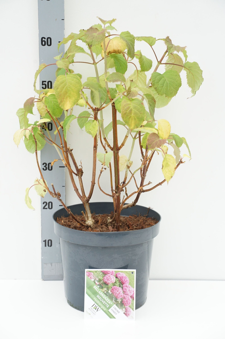 Hortenzija (Lot Hydrangea) 'BellaRagazza Mauvette' C7,5/P26 40-50 CM