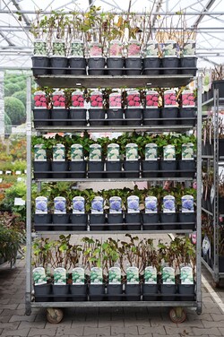 Hortenzija MIX (Lot Hydrangea in) C2/P17 36x 'Annabelle, 3x12 'Pink Diamond', 'Grandiflora'& 'Kyushu & 18x6