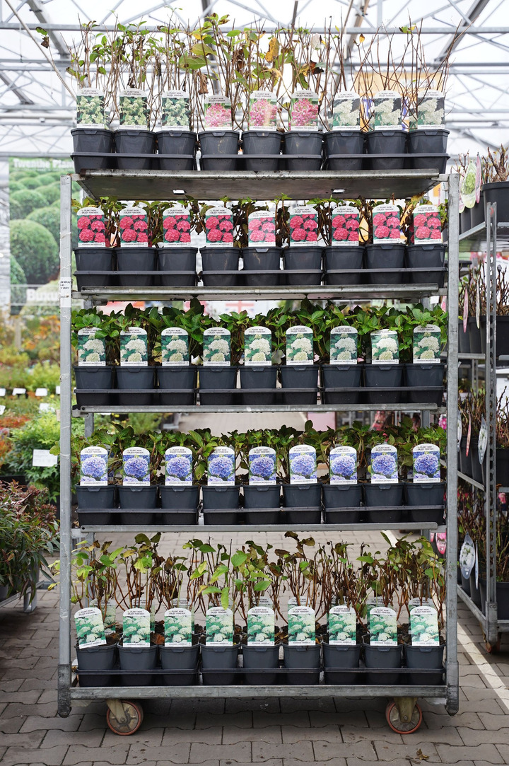 Hortenzija MIX (Lot Hydrangea in) C2/P17 36x 'Annabelle, 3x12 'Pink Diamond', 'Grandiflora'& 'Kyushu & 18x6