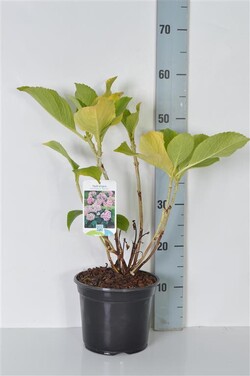 Hortenzija didžialapė (Lot Hydrangea m.) 'Ayesha' C3/P19 25-30 CM