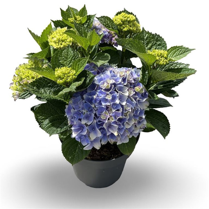 Hortenzija didžialapė (Lot Hydrangea m.) 'Bela Pink' C12 40-60 CM
