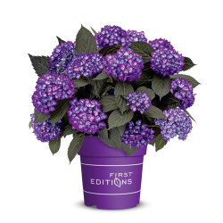 Hortenzija didžialapė (Lot Hydrangea m.) 'Eclipse Purple' C1,5/P14