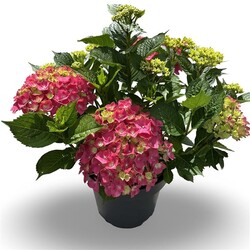 Hortenzija didžialapė (Lot Hydrangea m.) 'Leuchtfeuer' C12 40-60 CM
