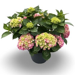 Hortenzija didžialapė (Lot Hydrangea m.) C12 40-60 CM