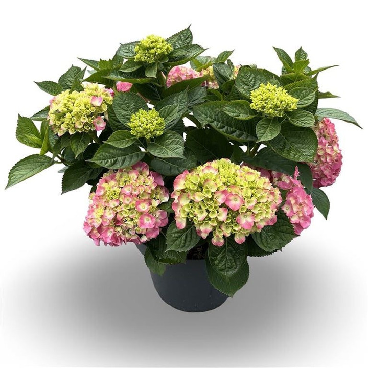 Hortenzija didžialapė (Lot Hydrangea m.) C12 40-60 CM