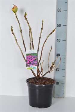 Hortenzija didžialapė (Lot Hydrangea m.) 'Sibilla' C3/P19 25-30 CM