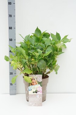 Hortenzija didžialapė (Lot Hydrangea m.) 'Three Sisters' C7/P24