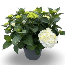 Hortenzija didžialapė (Lot Hydrangea m.) C12 40-60 CM