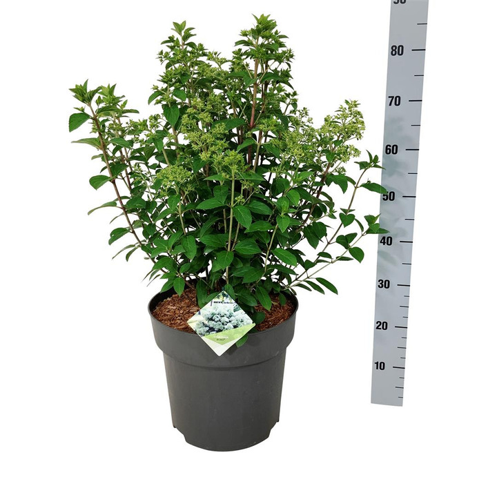 Šluotelinė hortenzija (Lot Hydrangea pan.) 'Bobo' C15 50-60 CM