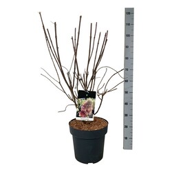 Šluotelinė hortenzija (Lot Hydrangea pan.) 'Bonfire' C15 60-80 CM