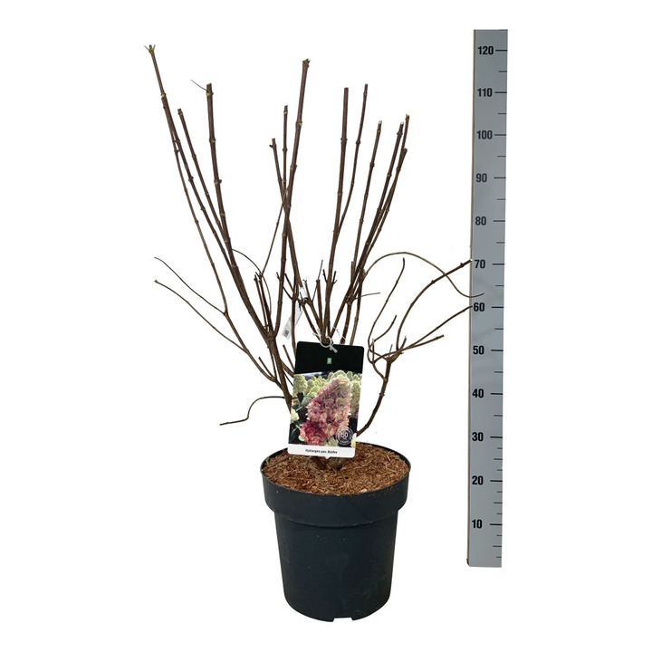 Šluotelinė hortenzija (Lot Hydrangea pan.) 'Bonfire' C15 60-80 CM