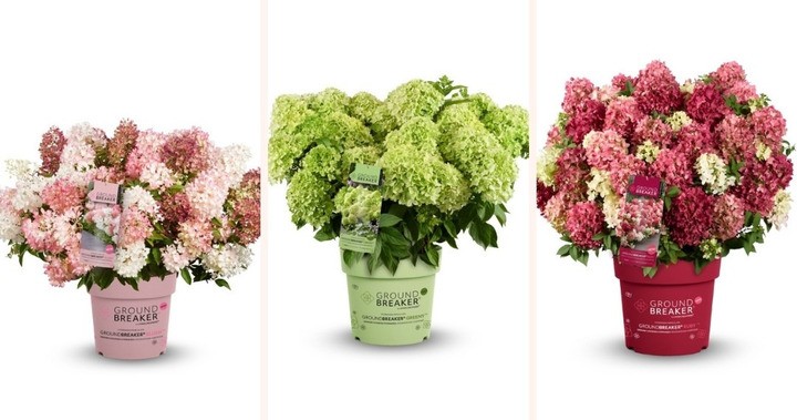 Šluotelinė hortenzija (Lot Hydrangea pan.) 'Groundbreaker' C1,5/P14