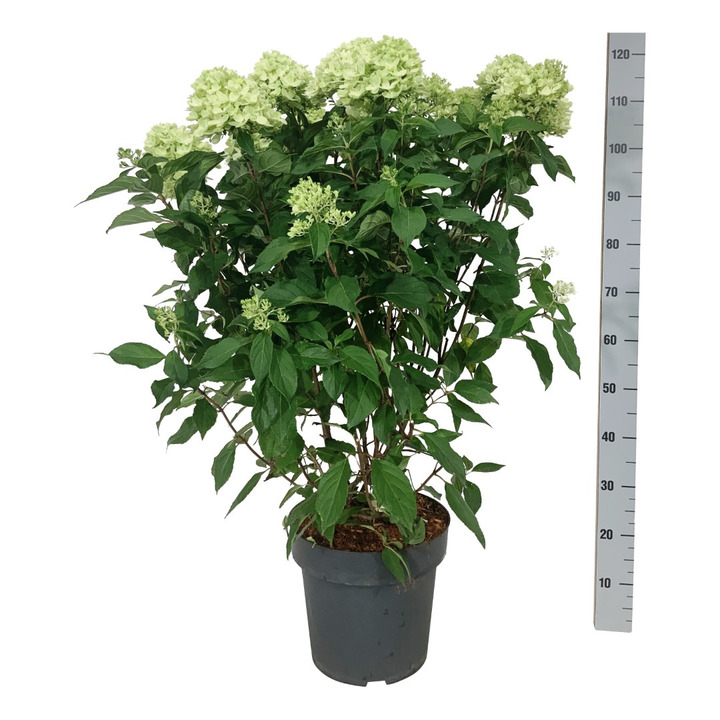 Šluotelinė hortenzija (Lot Hydrangea pan.) 'Graffiti' C15 60-80 CM