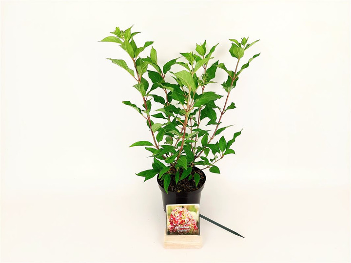Šluotelinė hortenzija (Lot Hydrangea pan.) 'Graffiti' C1,5/P15 20-30 CM