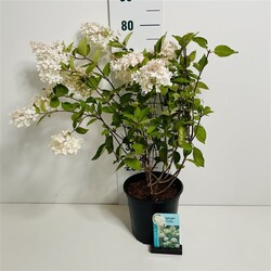Šluotelinė hortenzija (Lot Hydrangea pan.) 'Grandiflora' C7/P24 50-60 CM
