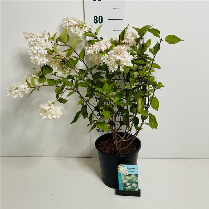 Šluotelinė hortenzija (Lot Hydrangea pan.) 'Grandiflora' C7/P24 50-60 CM
