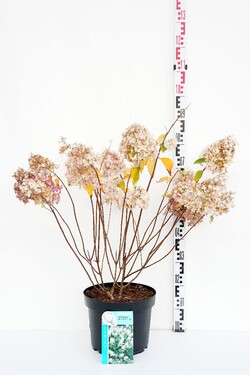 Šluotelinė hortenzija (Lot Hydrangea pan.) 'Grandiflora' C10 50-60 CM