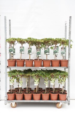 Šluotelinė hortenzija MIX (Lot Hydrangea pan. in) C3 STIEBAS 30 CM 35x 'Polar Bear'& 70x 'Limelight'
