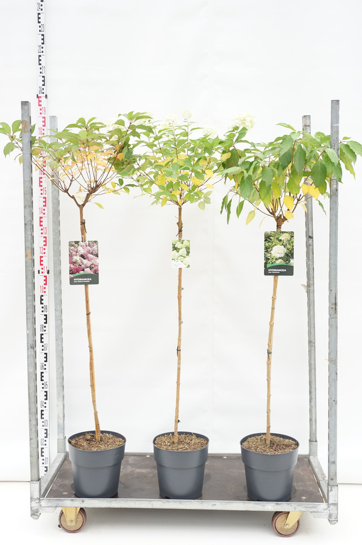 Šluotelinė hortenzija MIX (Lot Hydrangea pan. in) C10 STIEBAS 100 CM 3x7 'Limelight', 'Phantom' & 'Vanille Fraise'
