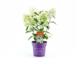 Šluotelinė hortenzija (Lot Hydrangea pan.) 'Little Hottie' C3/P19 30-40 CM