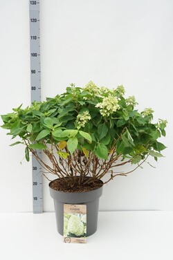 Šluotelinė hortenzija (Lot Hydrangea pan.) 'Little Spooky' C12 60-80 CM