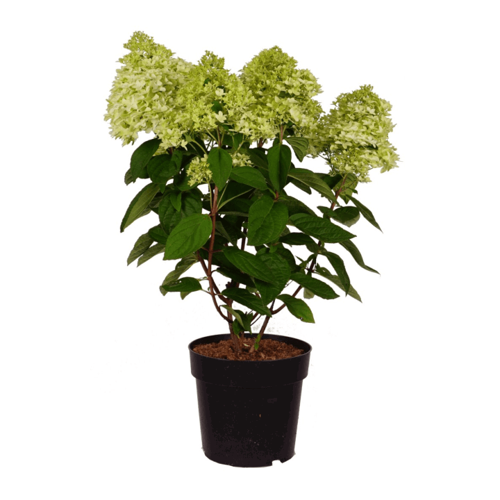 Šluotelinė hortenzija (Lot Hydrangea pan.) 'Mag. Kilimajaro' C5/P23 50-60 CM