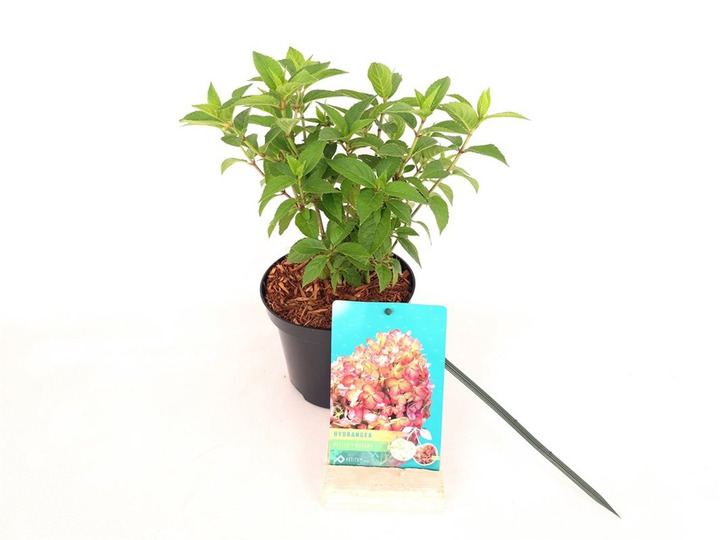 Šluotelinė hortenzija (Lot Hydrangea pan.) 'Petite Cherry' C1,5/P15 20-30 CM