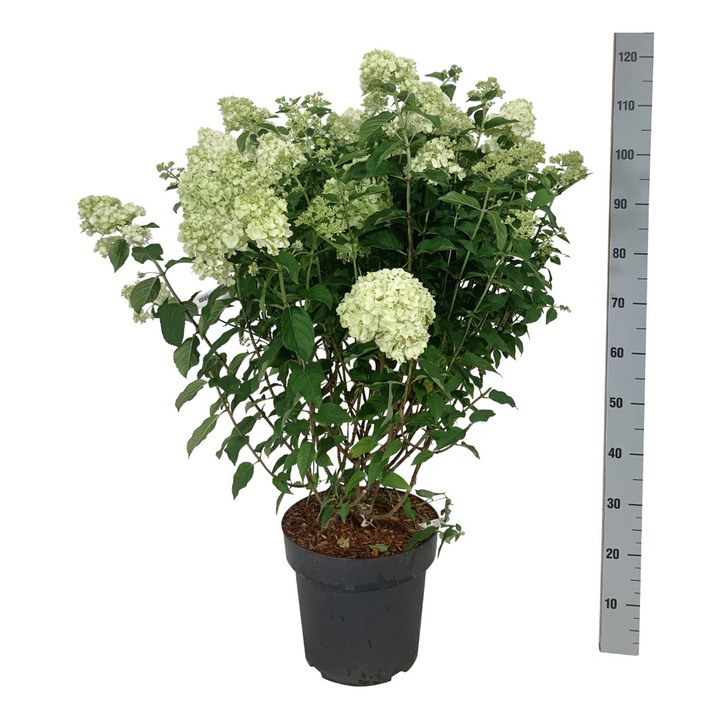 Šluotelinė hortenzija (Lot Hydrangea pan.) 'Petite Cherry' C15 60-80 CM