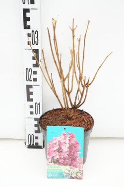 Šluotelinė hortenzija (Lot Hydrangea pan.) 'Petite Star' C1,5/P15 20-30 CM