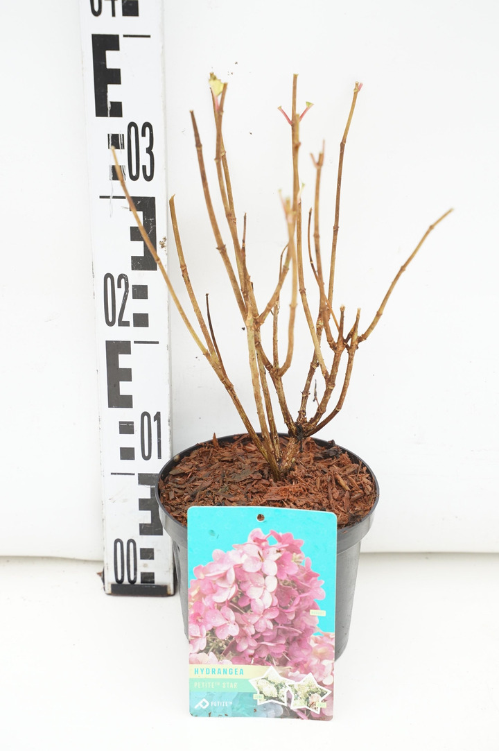 Šluotelinė hortenzija (Lot Hydrangea pan.) 'Petite Star' C1,5/P15 20-30 CM