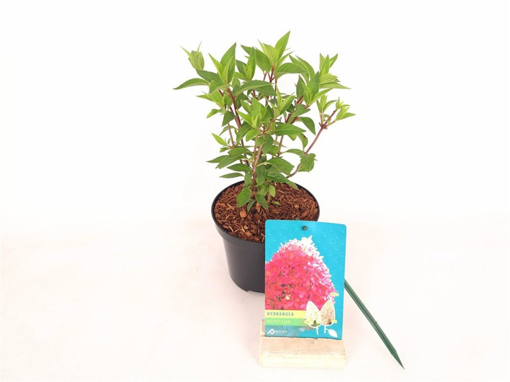 Šluotelinė hortenzija (Lot Hydrangea pan.) 'Petite Flori' C1,5/P15 20-30 CM