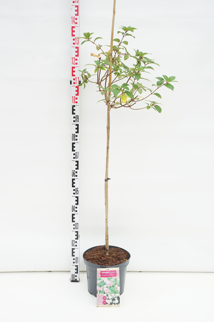 Šluotelinė hortenzija (Lot Hydrangea pan.) 'Sundea Fraise' C7,5 STIEBAS 80 CM