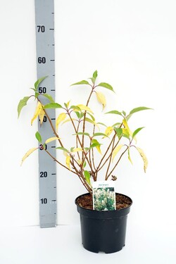 Šluotelinė hortenzija (Lot Hydrangea pan.) 'Tardiva' C3/P19 30-40 CM