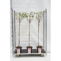 Šluotelinė hortenzija (Lot Hydrangea pan.) 'Vanille Fraise' C7,5 STIEBAS 100 CM