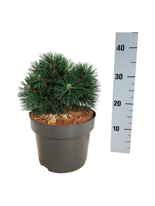 Kalninė Pušis (Lot Pinus Mugo) 'Green Pearl' C5 20-25CM-PUŠYS-SPYGLIUOČIAI