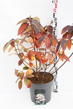 Šluotelinė hortenzija (Lot Hydrangea pan.) 'Wim's Red' C15 60-80 CM - nuotrauka 2