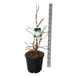 Hortenzija ąžuolialapė (Lot Hydrangea querc.) 'Alice' C30 60-80 CM EXTRA - nuotrauka 1