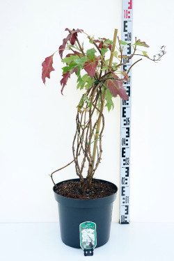 Hortenzija ąžuolialapė (Lot Hydrangea querc.) 'Ice Crystal' C12 60-80 CM
