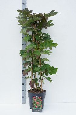 Hortenzija ąžuolialapė (Lot Hydrangea querc.) 'Ruby Slippers' C10 80-100 CM 3 ST