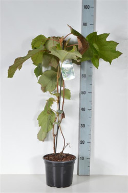 Hortenzija ąžuolialapė (Lot Hydrangea querc.) 'Sike's Dwarf' C3/P19 40-50 CM