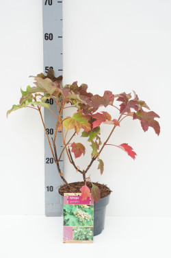 Hortenzija ąžuolialapė (Lot Hydrangea quercifolia) C2/P17 30/+ CM