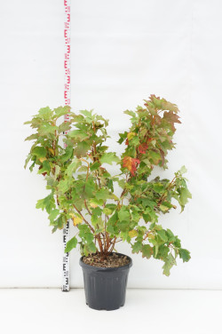 Hortenzija ąžuolialapė (Lot Hydrangea quercifolia) C20 80-100 CM