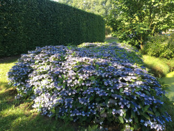 Krūminė hortenzija (Lot Hydrangea serr.) 'Magic Pillow' C3/P19 25-30 CM - nuotrauka 2