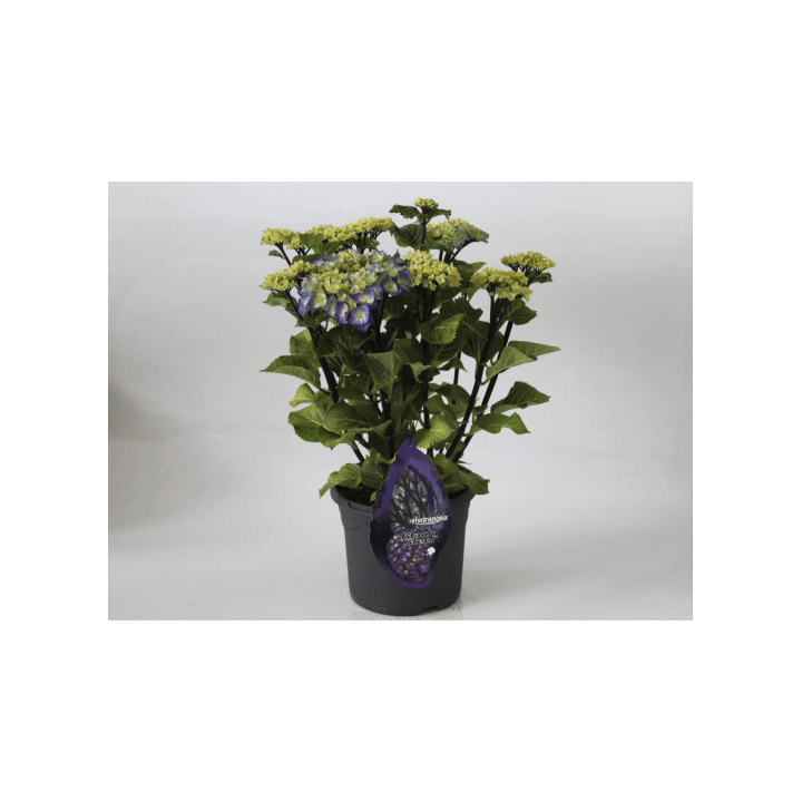 Hortenzija (Lot Hydrangea) 'Zorro Bleu' C5/P23